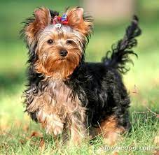 So Doggone Funny Yorkshire Terrier Puppies Yorkshire Terrier Dog Yorkshire Terrier