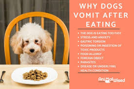 Is the throw up a clear, mucusy substance? Why Does My Dog Vomit After Eating 10 Reasons And Treatment Options