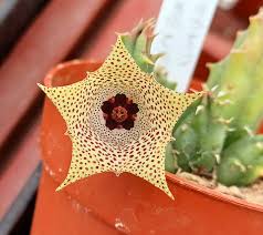 Image result for Huernia volkartii
