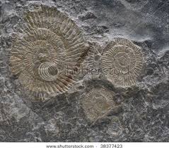 Ammonites Fossils In Limestone Ammonite Fossils Rocks And Minerals