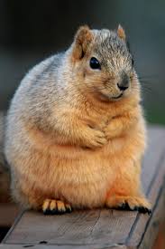 I Think It S Going To Be A Lonnng Winter Cute Animals Animals Beautiful Animals