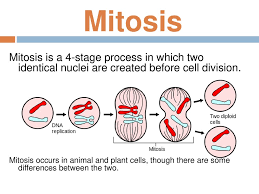 Maybe you would like to learn more about one of these? Mitosis Mitosis Is A 4 Stage Process In Which Two Identical Nuclei Are Created Before Cell Division Mitosis Occurs In Animal And Plant Cells Though Ppt Download