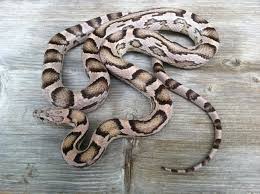 Another Example Of My Specter Line Of Cornsnakes Corn Snake Snake Pet Snake