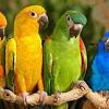 Taman burung ciwidey valley resort. 3
