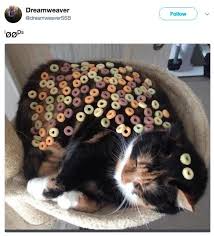 Cats Wanting Fruit Loops Know Your Meme