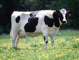 Dairy Cattle Wikiwand