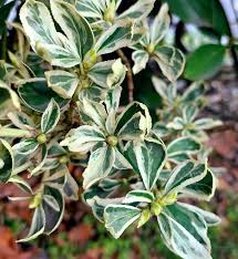 Image result for Celastraceae