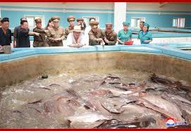 In bangladesh and the indian states of odisha, west bengal and assam, catfish (locally known as magur) is eaten as a favored delicacy during the. Global Times Auf Twitter North Korean Leader Kim Jong Un Inspected A Catfish Farm In Samchon On August 6 And Praised The Farm For Exceeding The 3 000 Ton Production Plan Last Year North Korean
