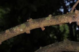 Image result for Pancovia golungensis