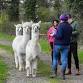 Alpaca Trek - 11am event image
