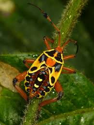Image result for leaf-footed bug nymphs