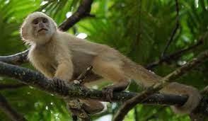 These monkeys are just the best pet you can think of. Monkeys For Sale Conservationist Warns Would Be Buyers Loop Trinidad Tobago