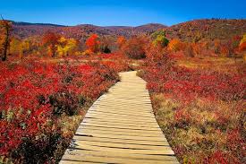 Fall Color Forecast Asheville & NC Mountains 2025