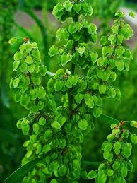 Image result for Afroligusticum runssoricum