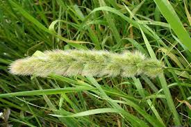 Image result for Polypogon