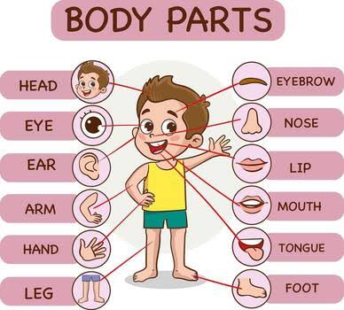 Human Body Parts Labels Vector Art, Icons, and Graphics for Free Download