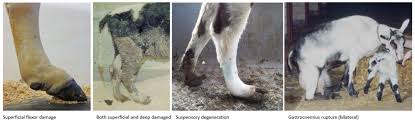 Related online courses on physioplus. Flexor Tendon Damage Large Animal Surgery Supplemental Notes