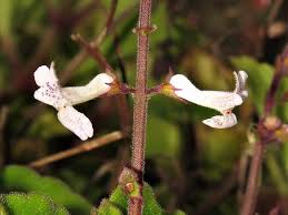 Image result for Plectranthus chimanimanensis