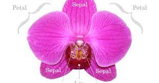 Phalaenopsis Orchid Care Just Add Ice Orchids Growing Orchids Orchid Plants Orchid Care