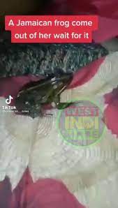 WESTINDIMADE on X: 😳 Frog 🐸 comes out of woman that was cheating with  someone's husband, click here 👉🏽 t.coh3GKVuRmuE for the full  video t.codO3LmGCqLA  X