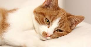 Epingle Sur Chats Chatons