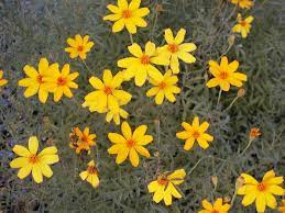 The following wildflower identification index contains pictures of wildflowers found in the state of texas. Flowering Plants For Texas And Natives A Round Rock Garden