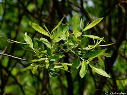 Image result for Salicaceae