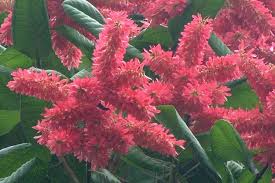 Image result for Triplaris americana