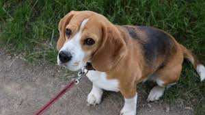 Menschenbezogenheit ist ihnen angeboren wie auch ihr. Lotte Greta Vom Deistertal Zuhause Gesucht