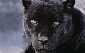 101 Black Panther Hd Wallpapers Background Images Wallpaper Abyss Abstract animals anime art cars cartoon celebreties city colors comics fantasy flowers food games each of our wallpapers can be downloaded to fit almost any device.