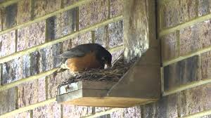 Bluebird / swallow house plans (6 free pdf's) robin / cardinal / dove nesting shelf plans (2 free pdf's) wren / chickadee birdhouse plans (2 free pdf's) purple martin house & gourd rack plans (3 free pdf's) Free Robin Phoebe Bird House Plans Nesting Shelf