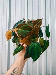 4 Philodendron Micans Plants Pretty Plants Cool Plants