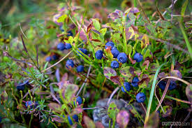 Kompakte heidelbeeren, die auch als topfheidelbeeren angeboten werden, wachsen. Blaubeeren Heidelbeeren Finden Die Besten Tipps Outcozo