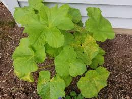 I have heard that typically they produce large footage and develop root systems their first year but i am concerned about how much foliage i have. Can Anyone Help Identify What S Going On With My Hollyhock Leaves Advice On How To Cure It Gardening