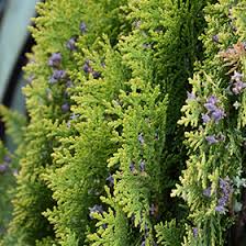 Image result for Vismia orientalis