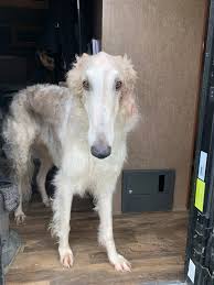 Lake County CA Lost/Found Pets And Adoptable Pets