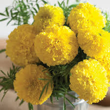 The petals of marigolds add color and a spicy tang to salads and other seasonal dishes. Giant Yellow Marigold Seed Johnny S Selected Seeds