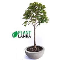 Either way if you start a broom style tree expect to be r. Etisalat Broom Style Bonsai Plant 6 7 Years Old Plant Lanka Tropical Plants Delivered To Your Living Room