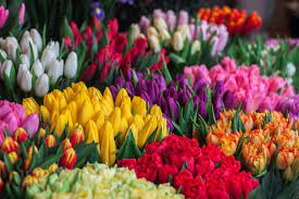 Flower dictionary with flower meanings and flower pictures. The Language Of Flowers Here S What Different Flower Colors Mean