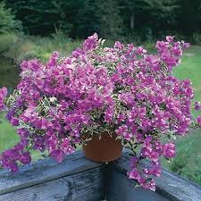 Pin On Logee S Flowering Plants