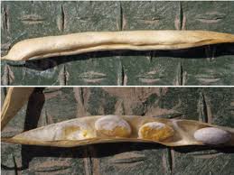 Pinto beans (phaseolus vulgaris) produce seeds only suitable for dry use. Orange Stained Pinto Bean Seeds From Systemic Infection By Bacterial Download Scientific Diagram