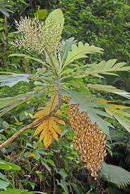 Image result for Bocconia arborea