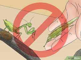 Because they have so many enemies like birds, they must blend in with their habitat to avoid being eaten. Eine Behausung Fur Eine Gottesanbeterin Erschaffen Wikihow