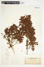 Image result for Cordylostigma virgatum