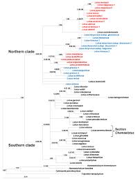 Image result for Lotus mlanjeanus