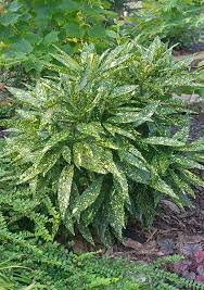 Image result for Aucuba