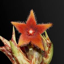 Image result for Orbea paradoxa