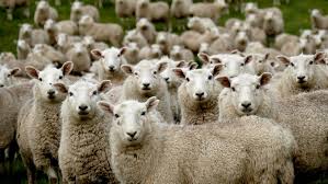 Trim if there are any edges of the contact paper showing. 500 Sheep Images Download Free Pictures On Unsplash