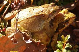 Sie stören bei der nahrungsaufnahme niemanden, da sie nachts unterwegs sind, und verkriechen sich für gewöhnlich. Amphibien Wandern Auf Kroten Frosche Und Co Achten Ratingen