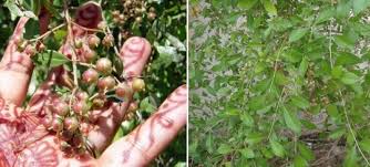 Mehndi a form of body art from ancient india, is created from the dried leaves of the henna plant and is still popular among women today. Growing Henna Mehndi Planting Care Harvesting Gardening Tips